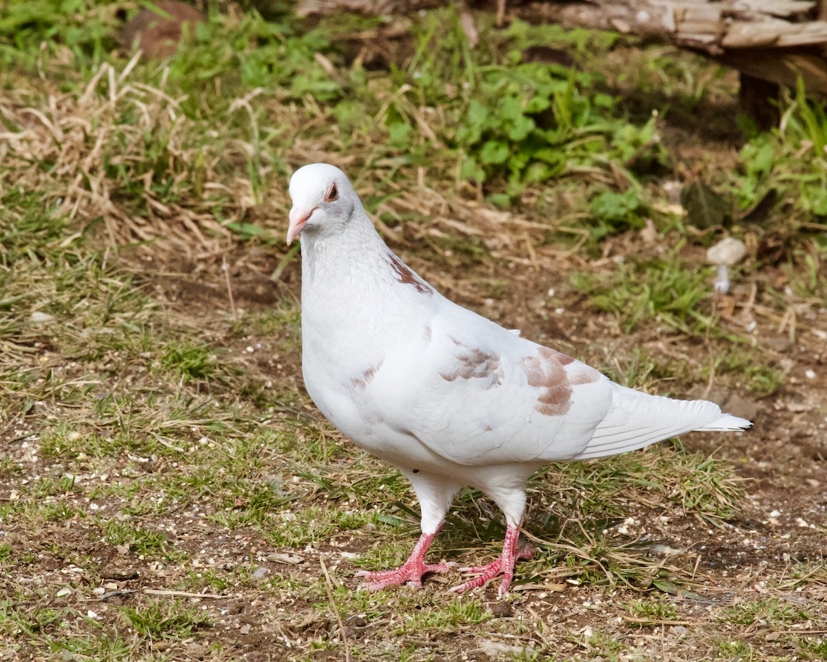 Rock Pigeon (Feral Pigeon) - ML615259344