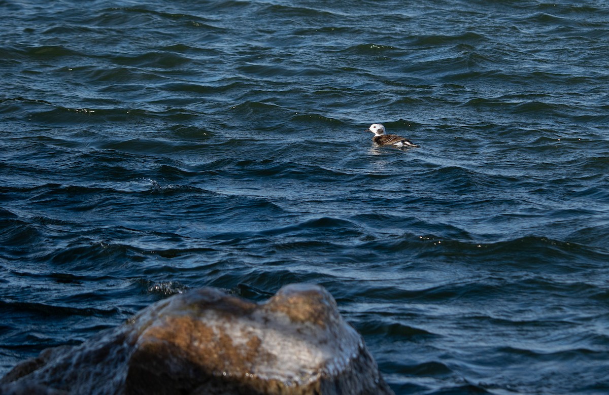 Long-tailed Duck - ML615259414
