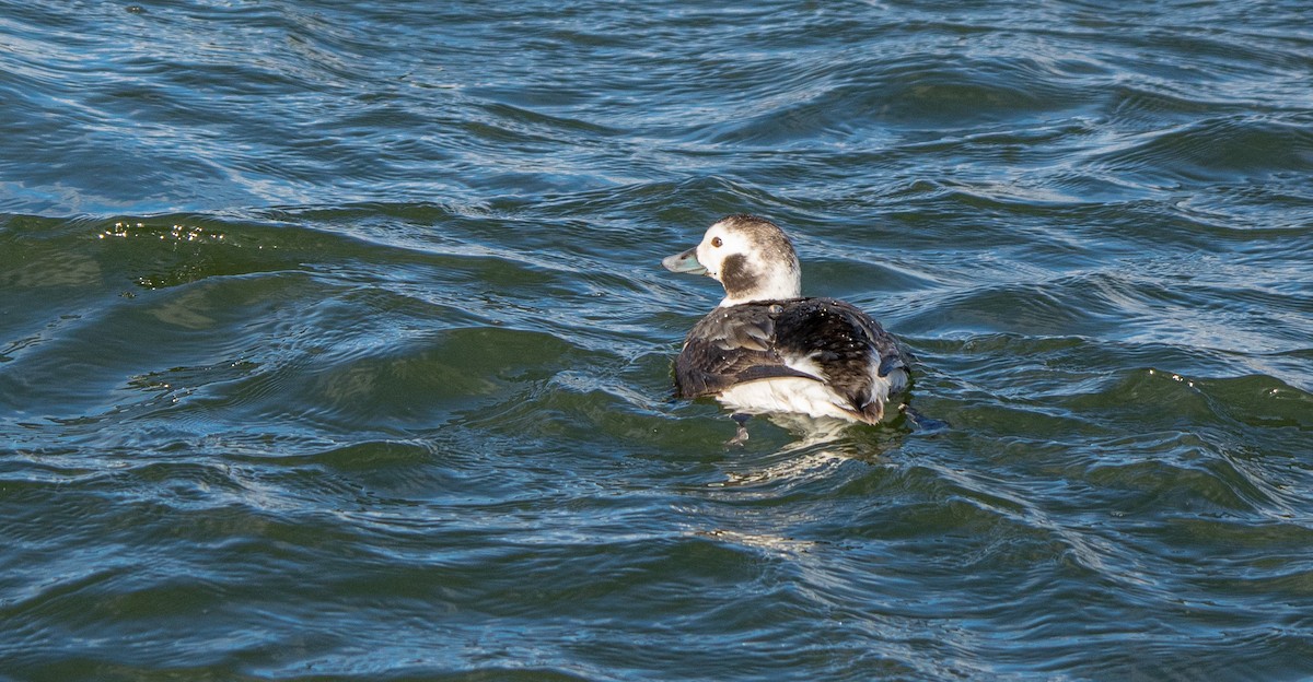 Long-tailed Duck - ML615259415