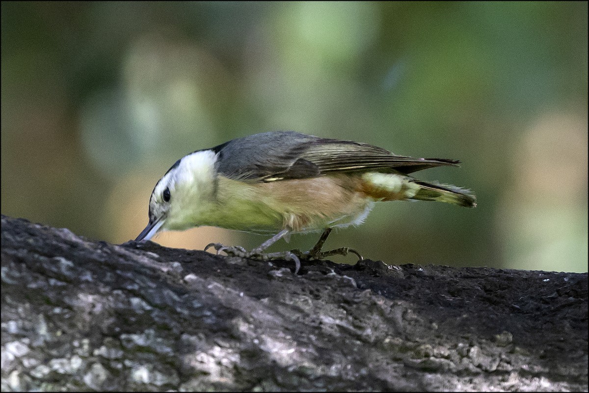 White-breasted Nuthatch - ML615259483