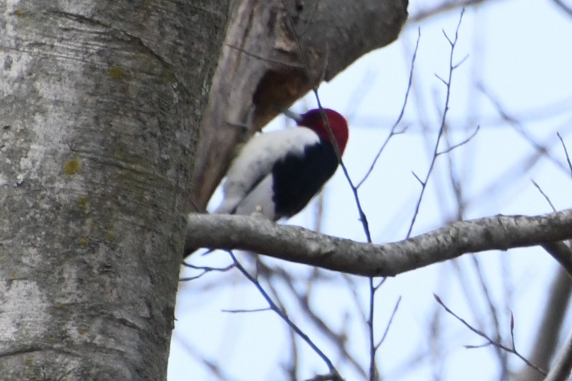 Red-headed Woodpecker - ML615259509
