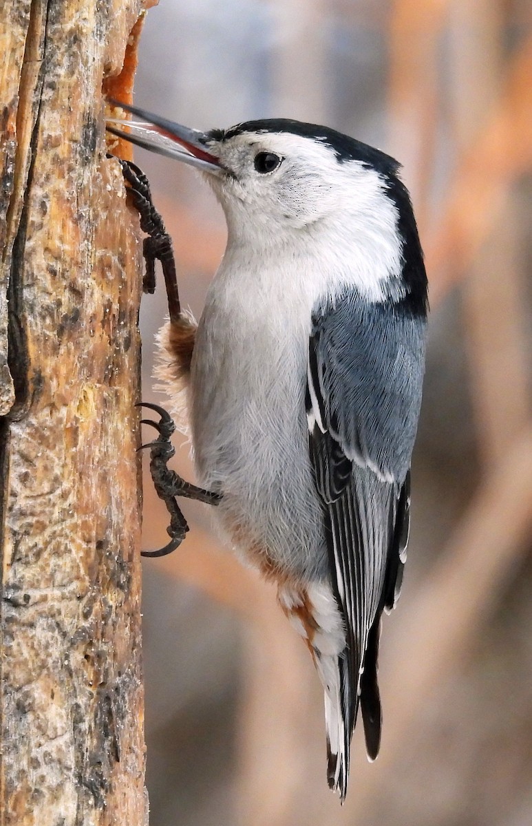 White-breasted Nuthatch - ML615259716