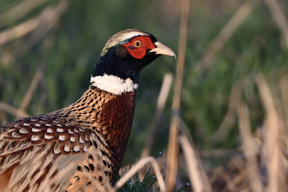 Ring-necked Pheasant - ML615259940