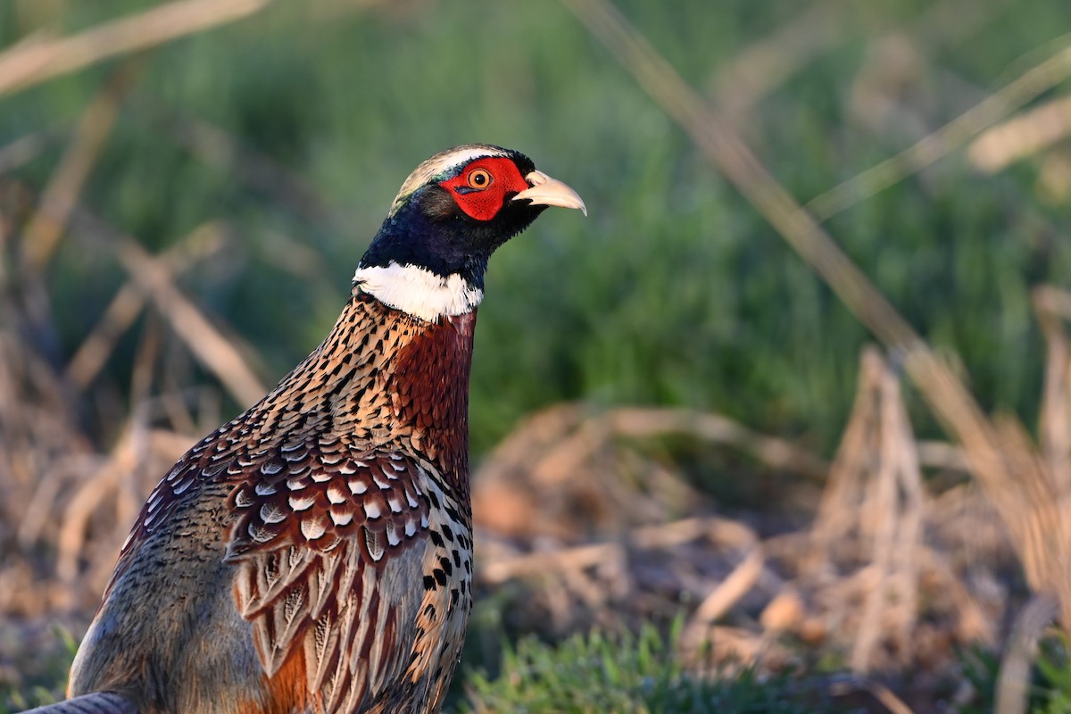 Ring-necked Pheasant - ML615259941