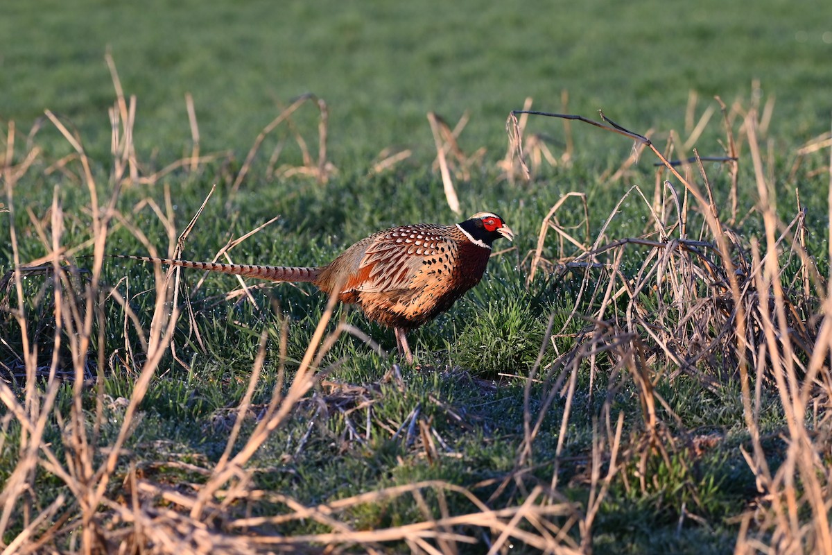 Ring-necked Pheasant - ML615259942
