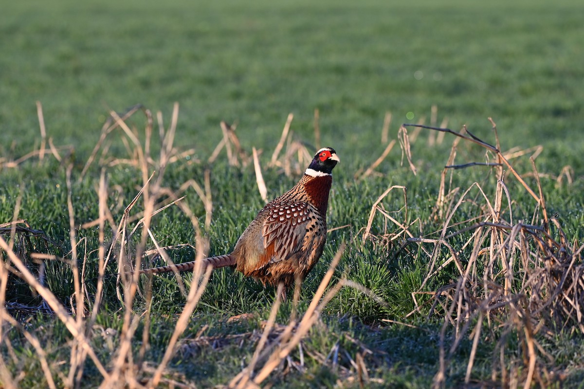 Ring-necked Pheasant - ML615259944
