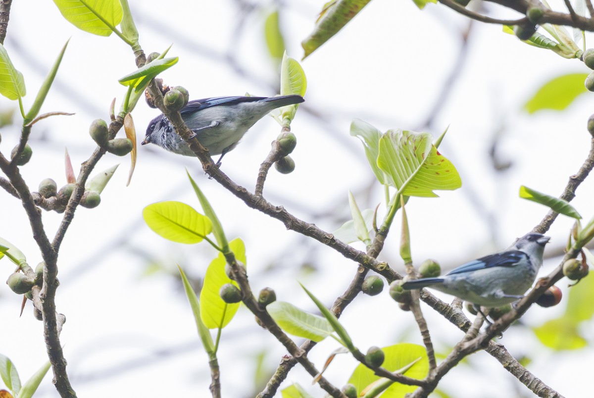 Azure-rumped Tanager - ML615260677