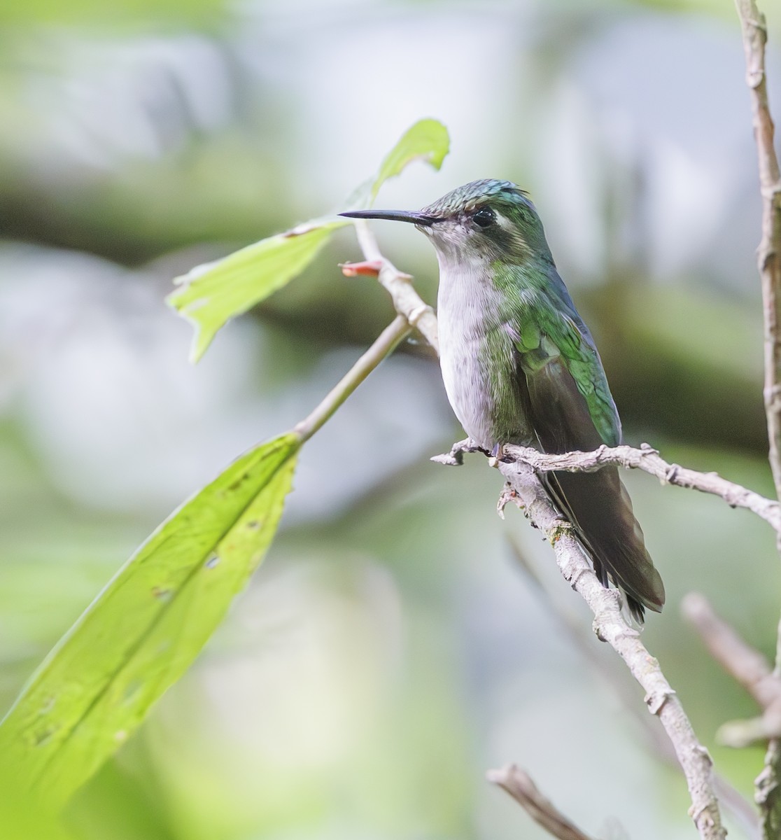 Emerald-chinned Hummingbird - ML615260691