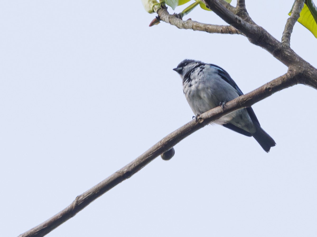 Azure-rumped Tanager - ML615260782