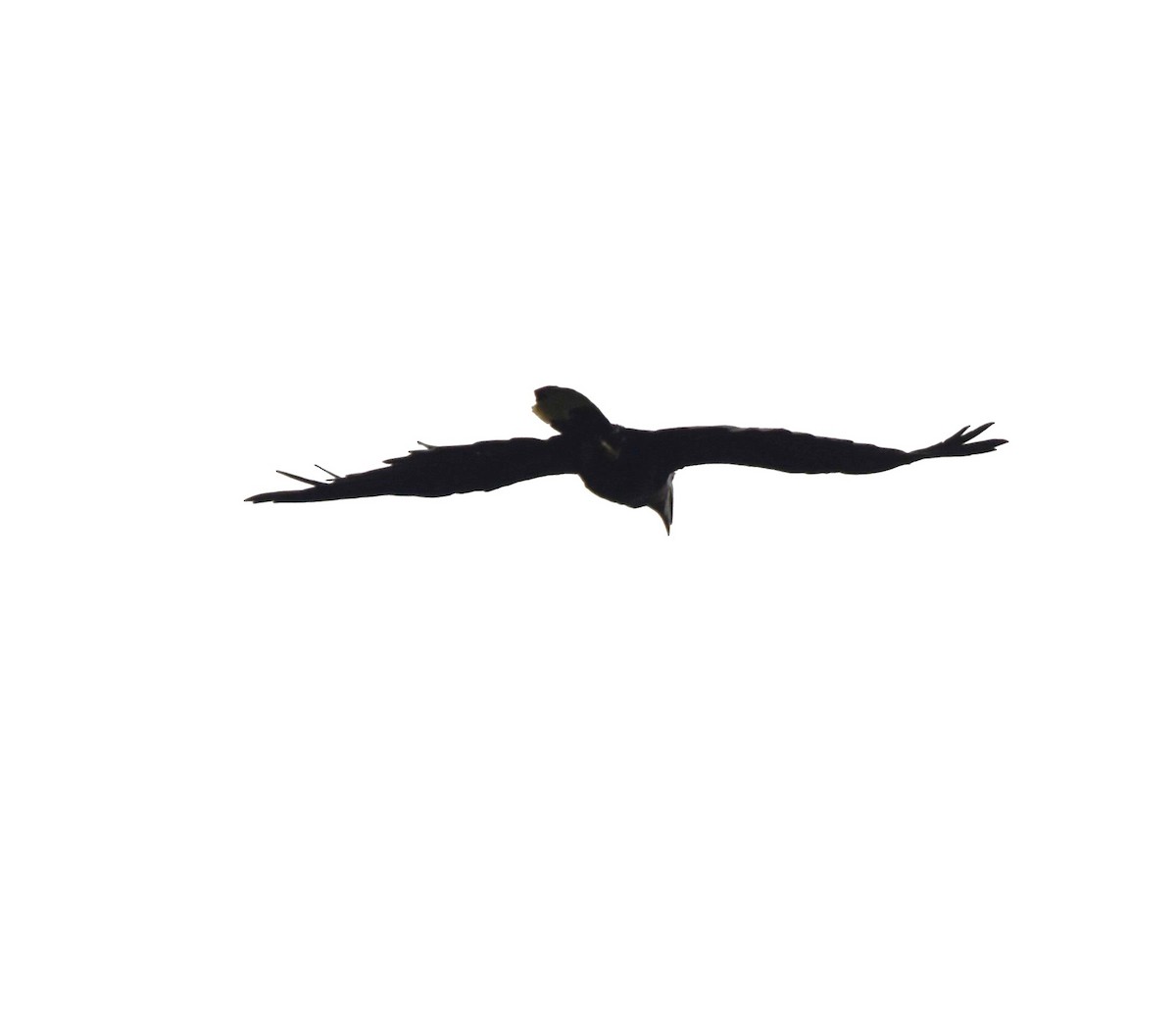 Black-casqued Hornbill - Peter Kavouras