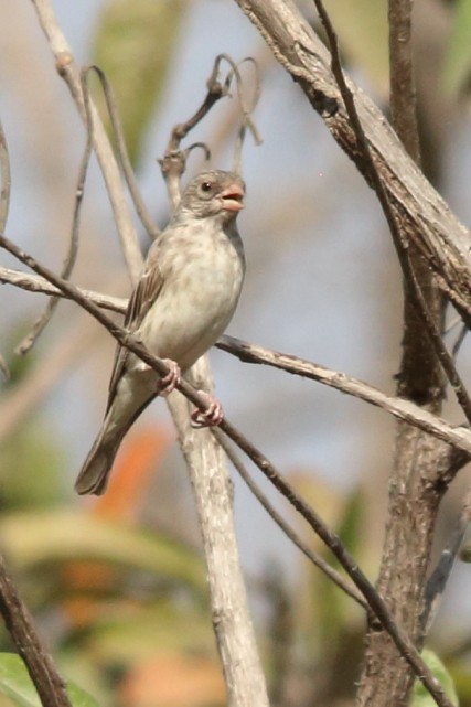 White-rumped Seedeater - ML615260875