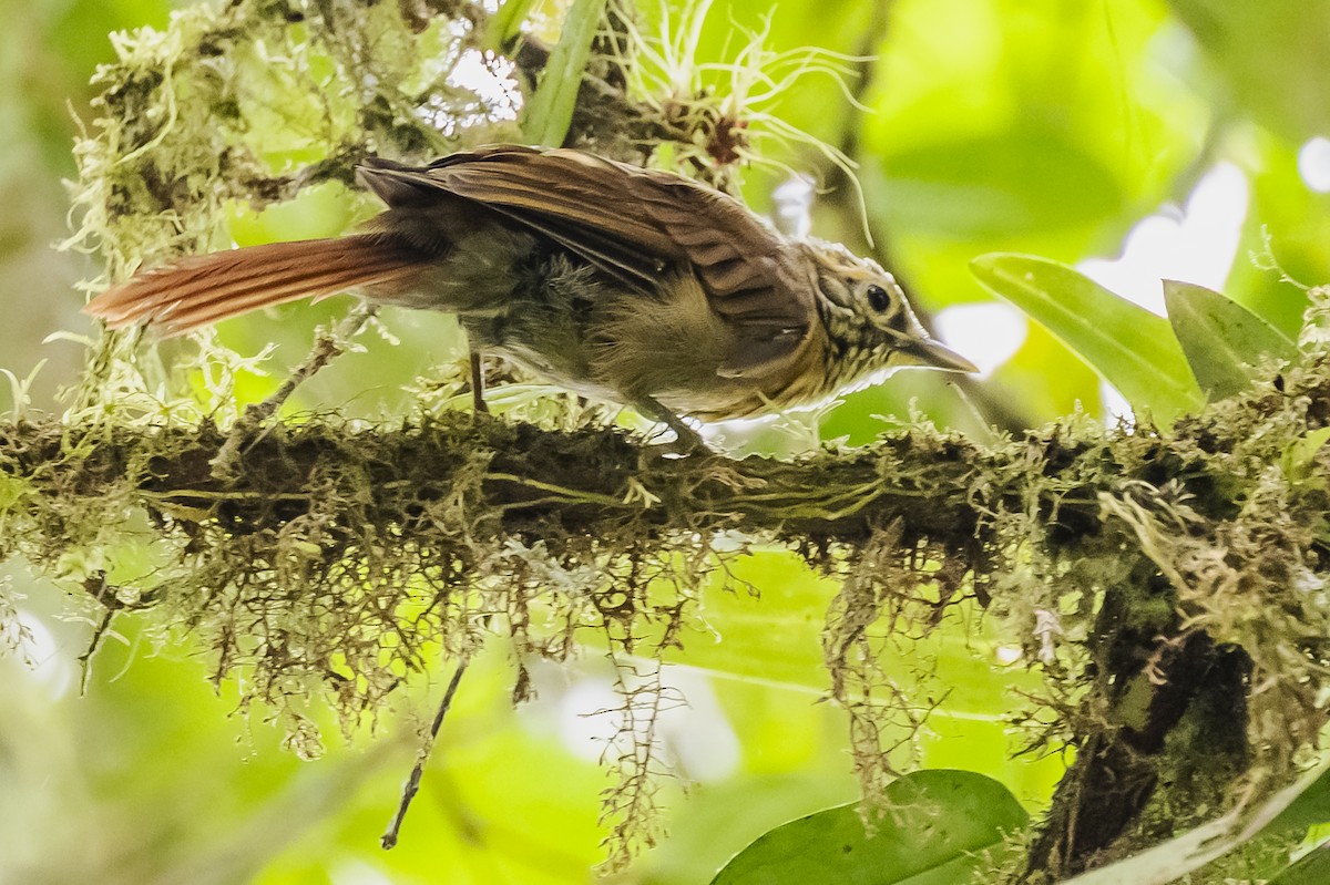 Scaly-throated Foliage-gleaner - Amed Hernández