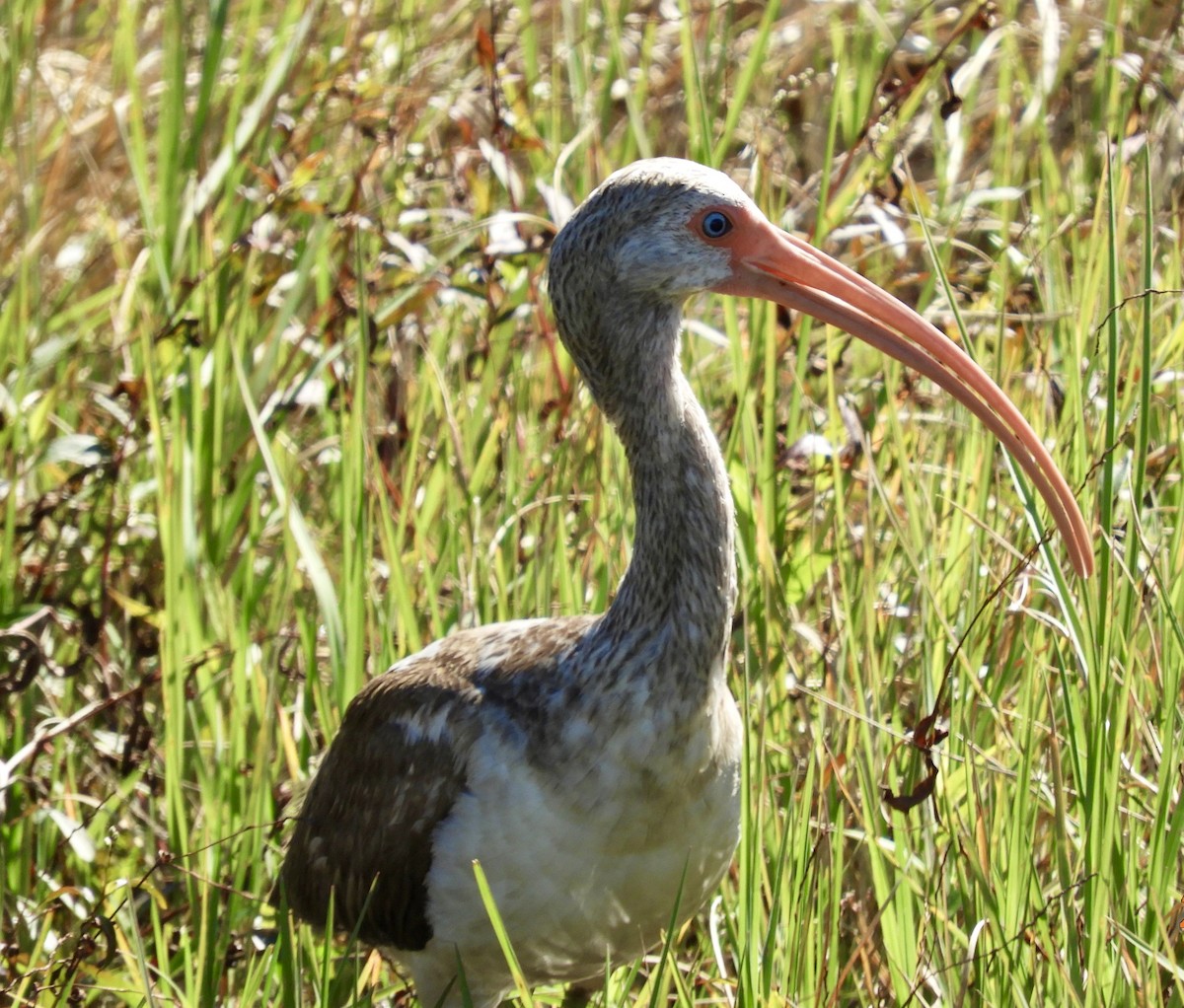 ibis bílý - ML615260964
