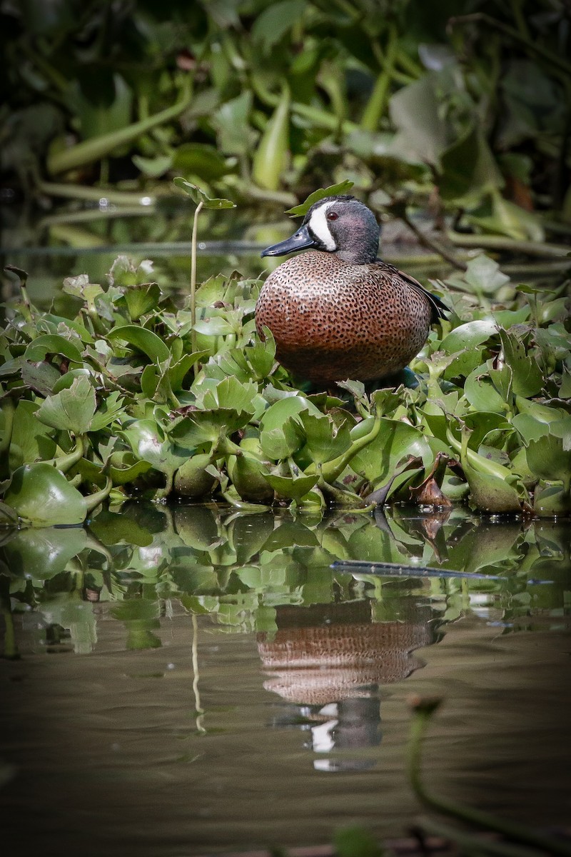 Blue-winged Teal - ML615260993