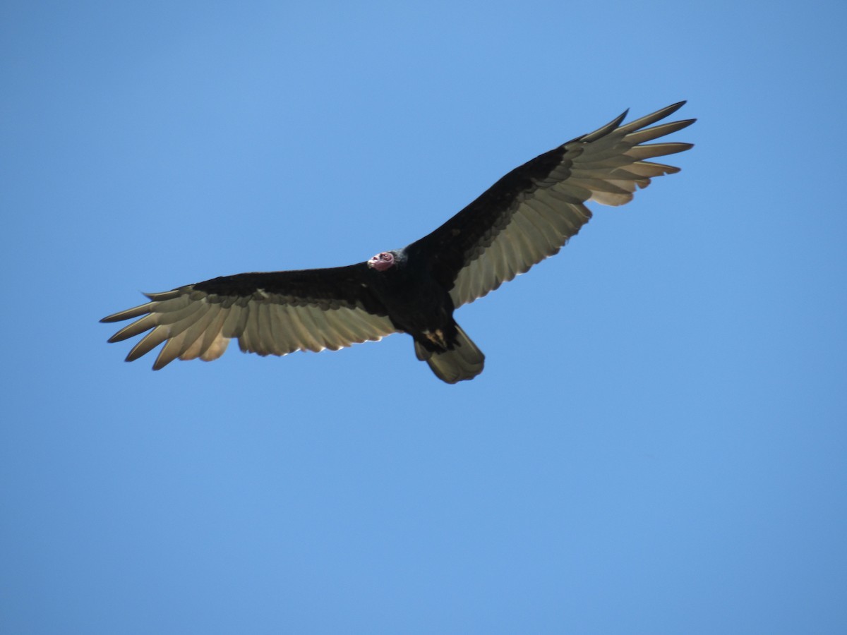 Turkey Vulture - ML615261070