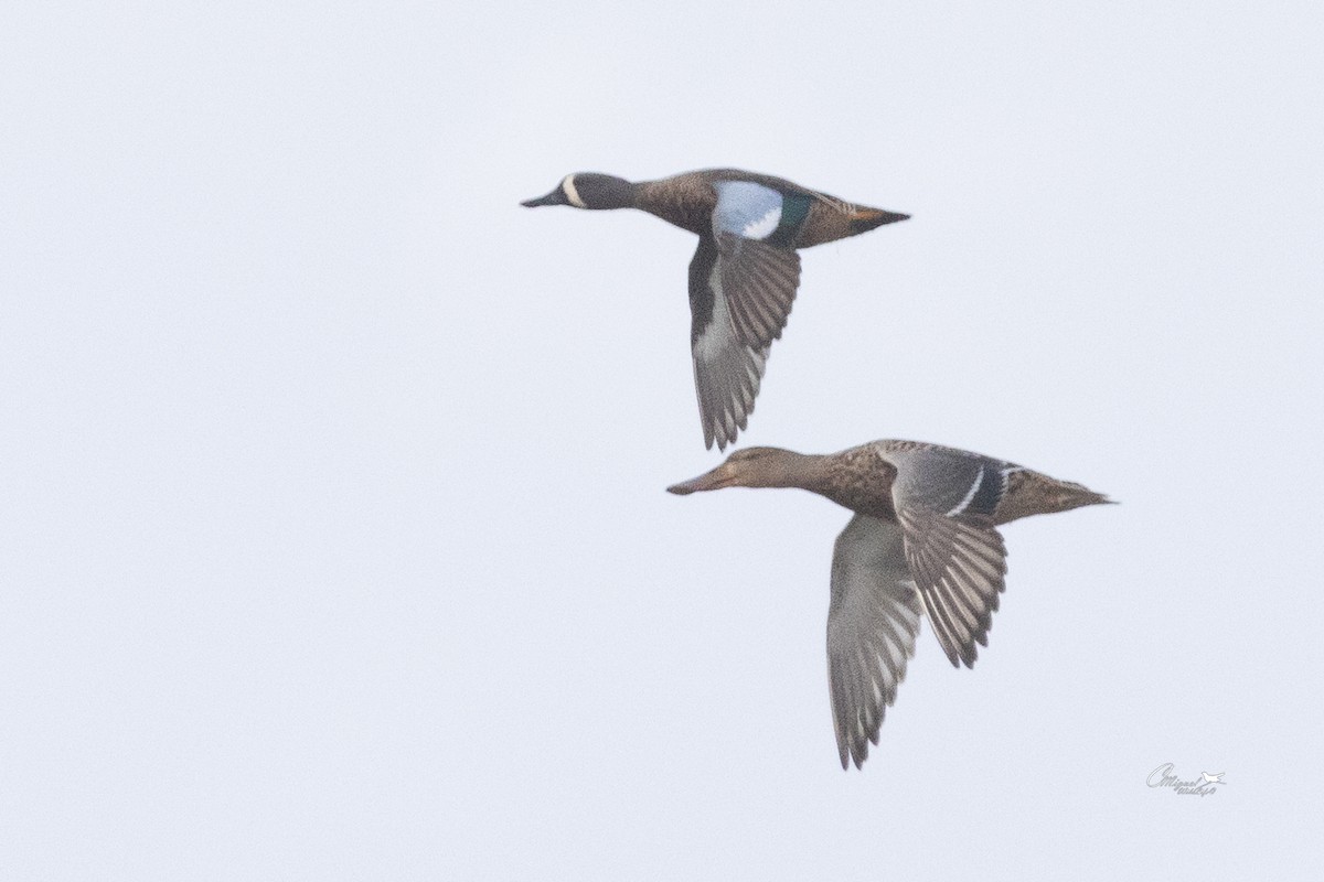 Blue-winged Teal - ML615261104