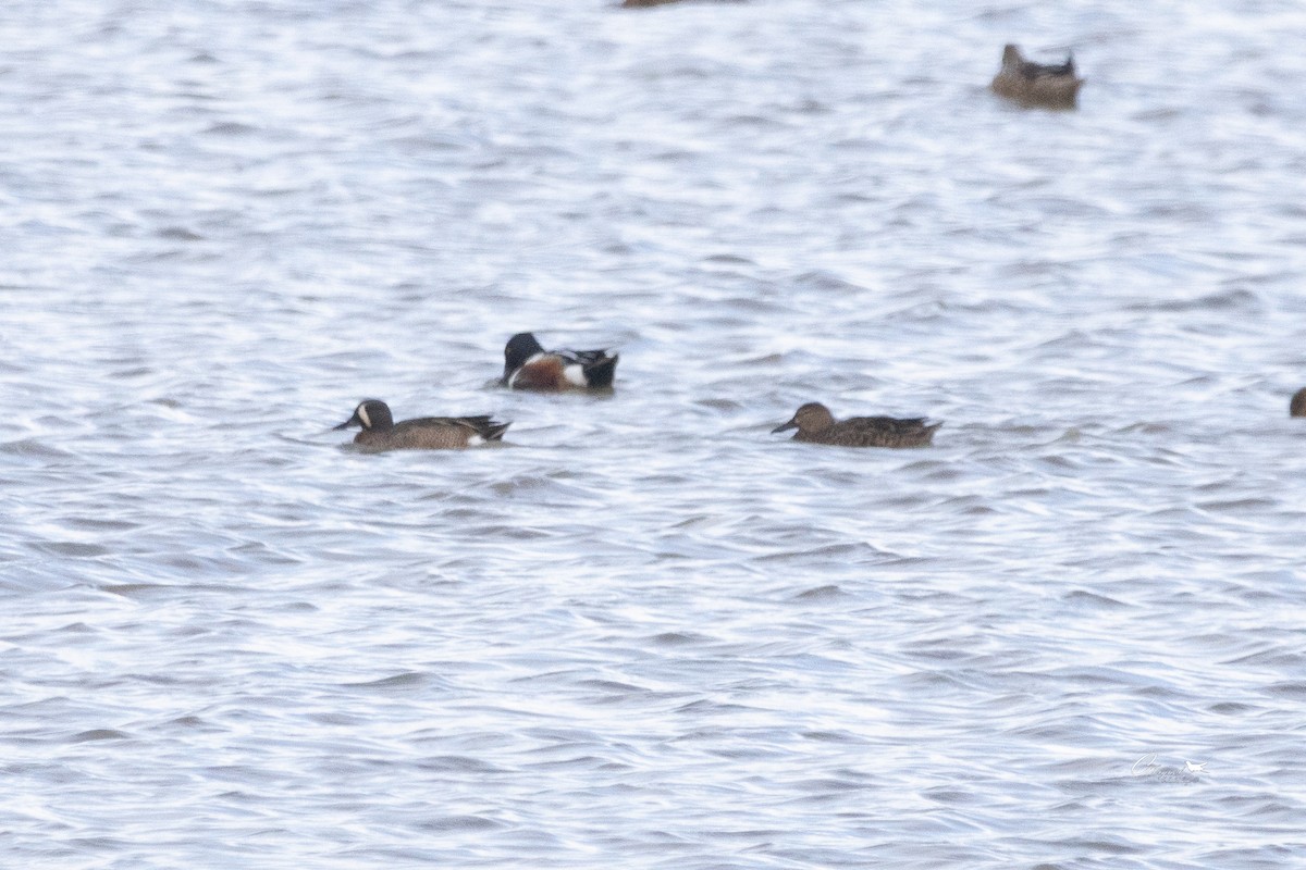 Blue-winged Teal - ML615261105