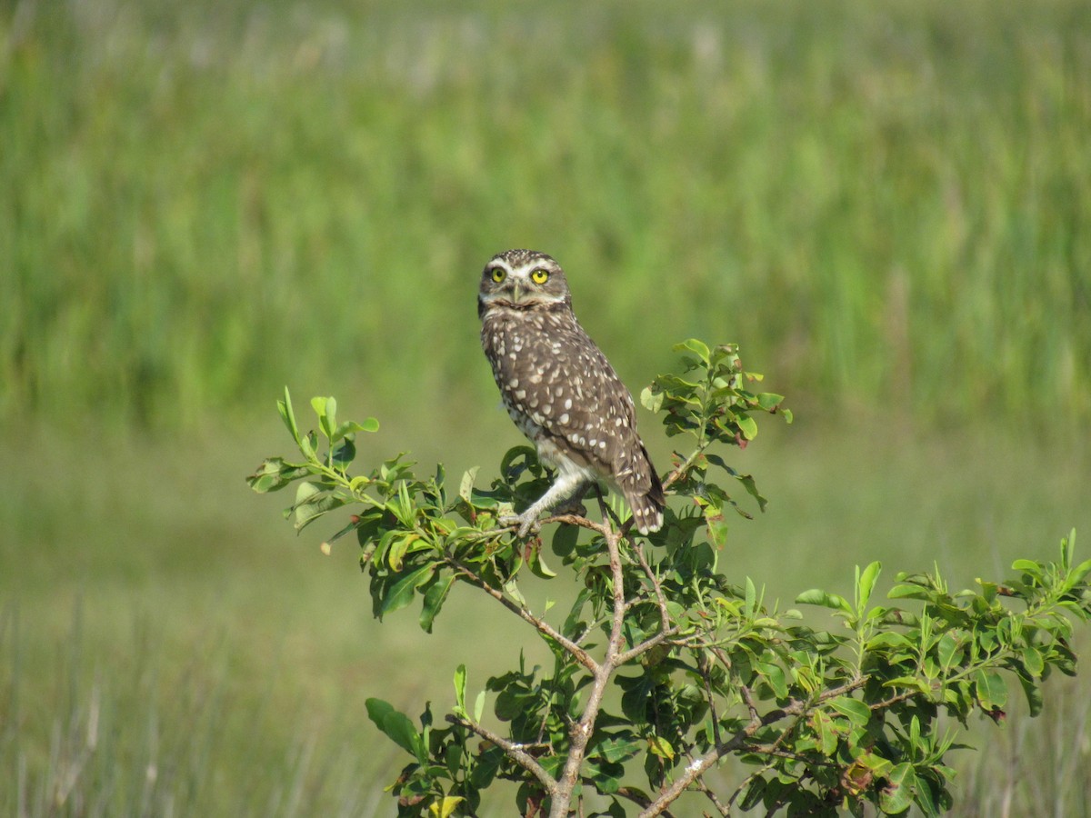 Burrowing Owl - ML615261112
