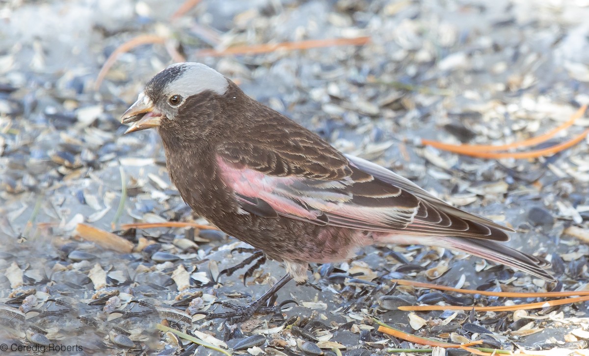 Gray-crowned Rosy-Finch - ML615261265