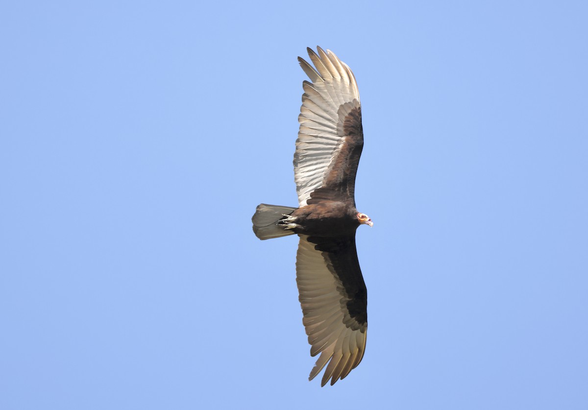 Lesser Yellow-headed Vulture - ML615261266