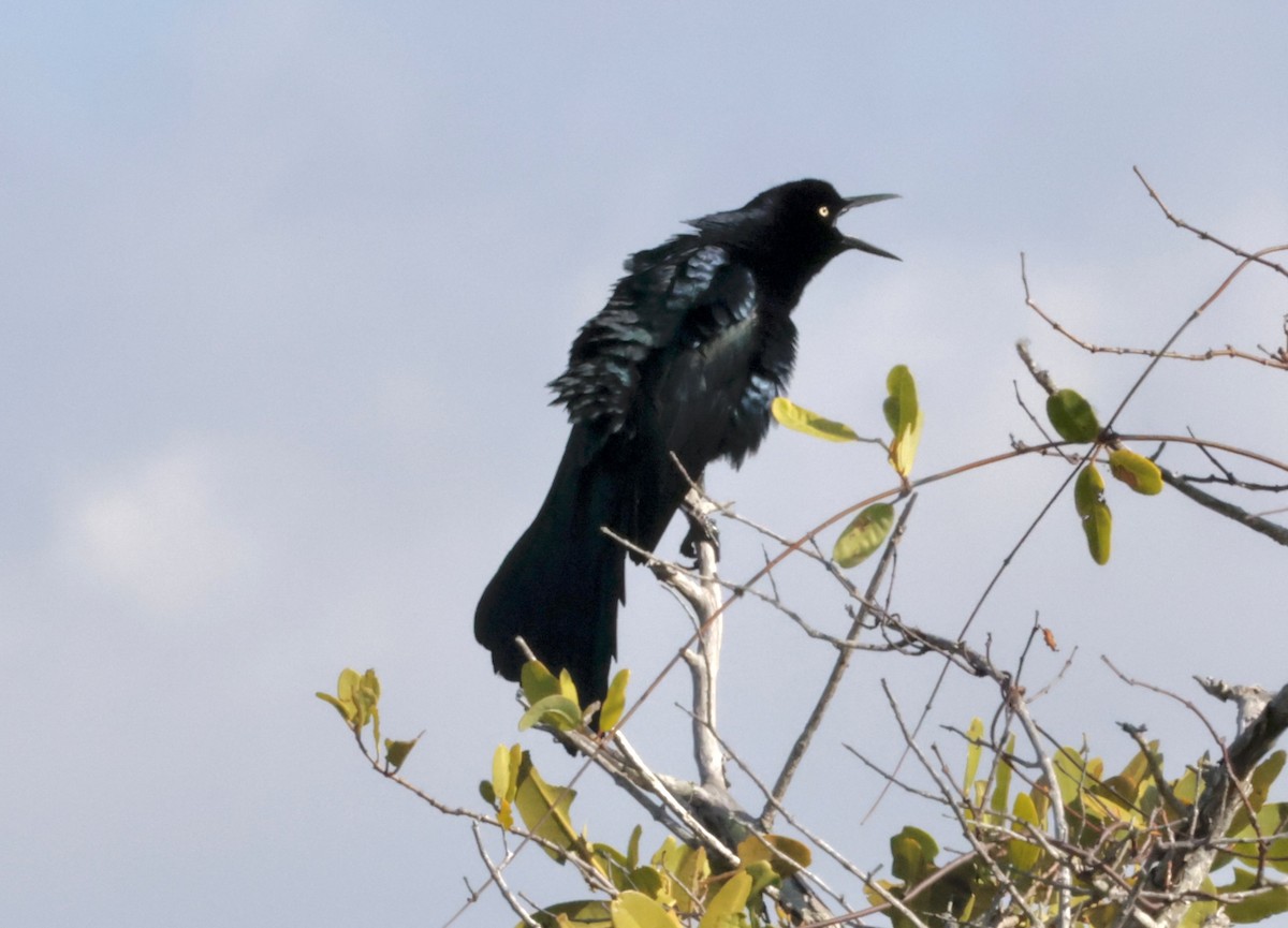 Great-tailed Grackle - ML615261308