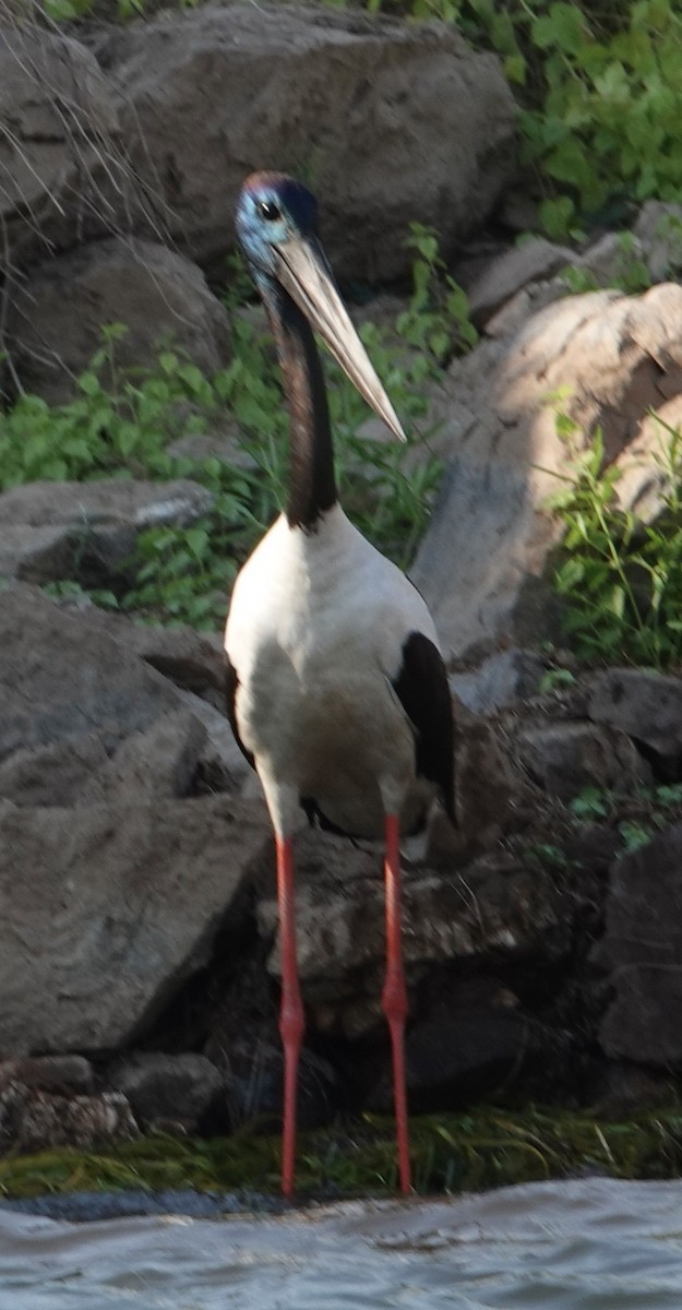 Black-necked Stork - ML615261336