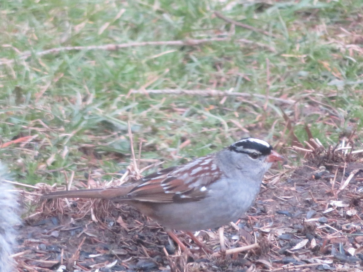 White-crowned Sparrow - ML615261354