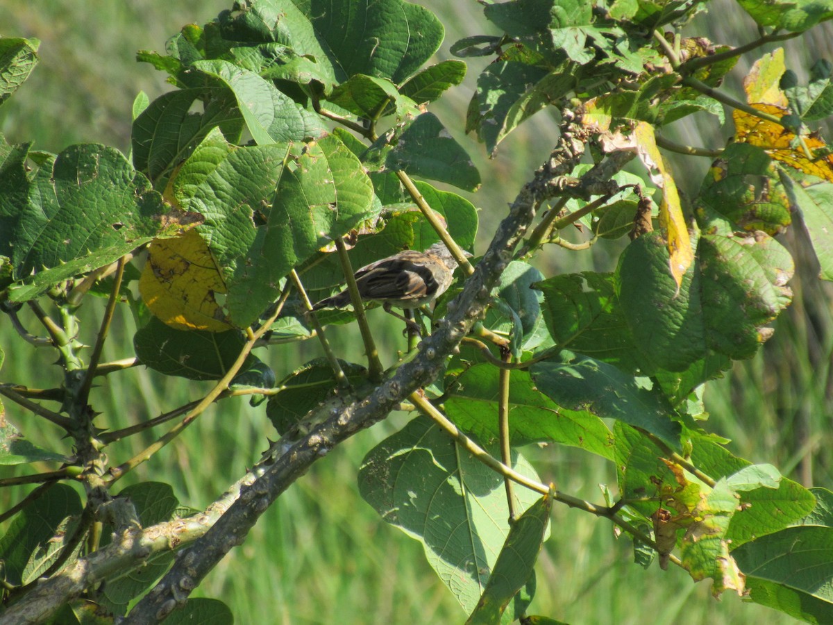 Rufous-collared Sparrow - ML615261477
