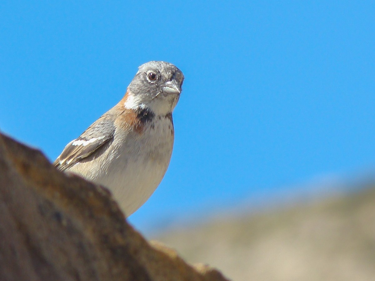 Rufous-collared Sparrow - ML615261706