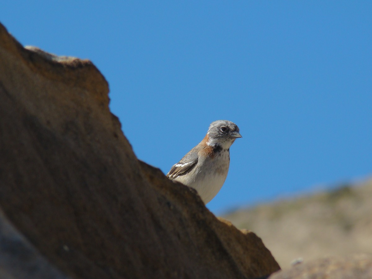 Rufous-collared Sparrow - ML615261707