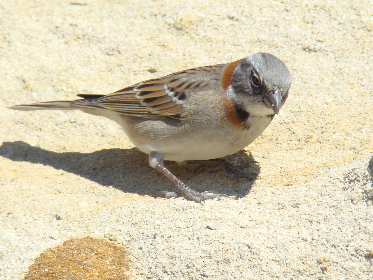 Rufous-collared Sparrow - ML615261708
