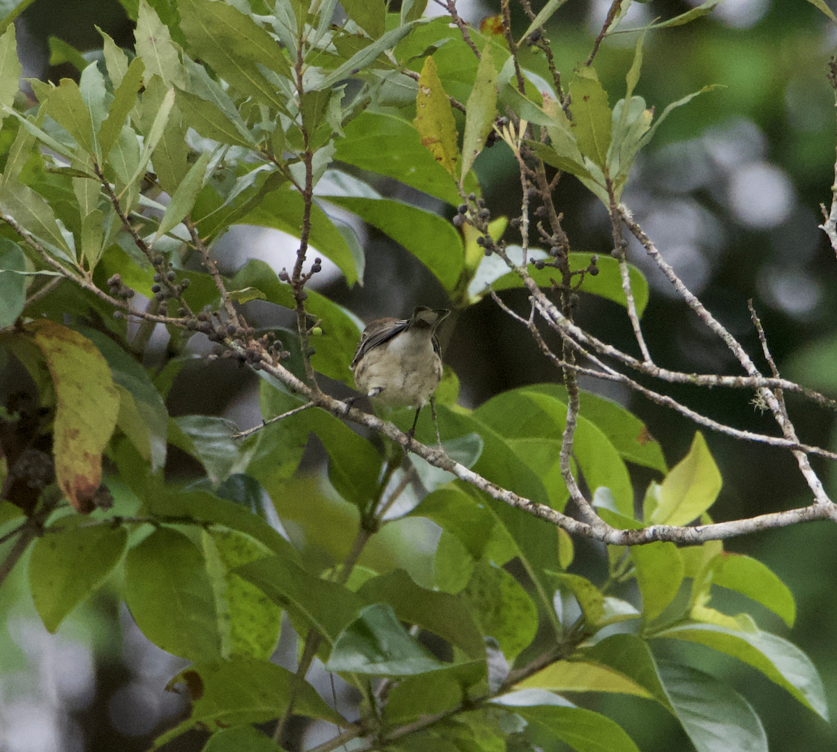 Yellow-rumped Warbler (Myrtle) - ML615261710