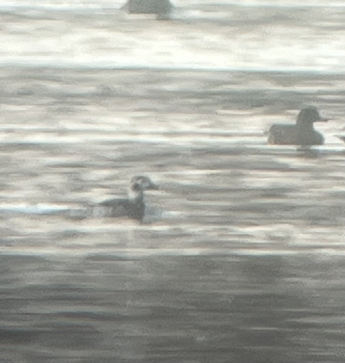Long-tailed Duck - ML615261732
