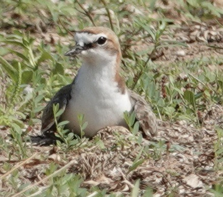 Red-capped Plover - ML615261813