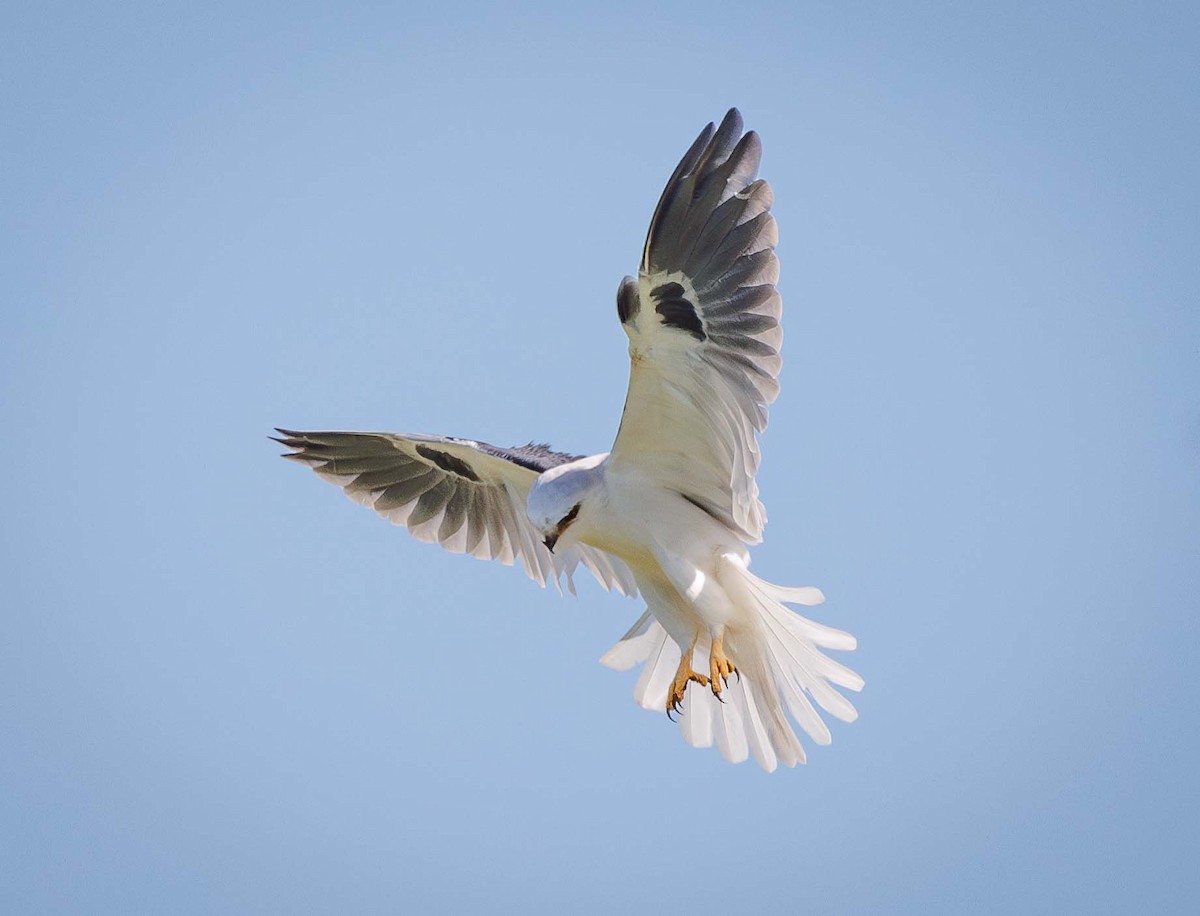 White-tailed Kite - ML615261895