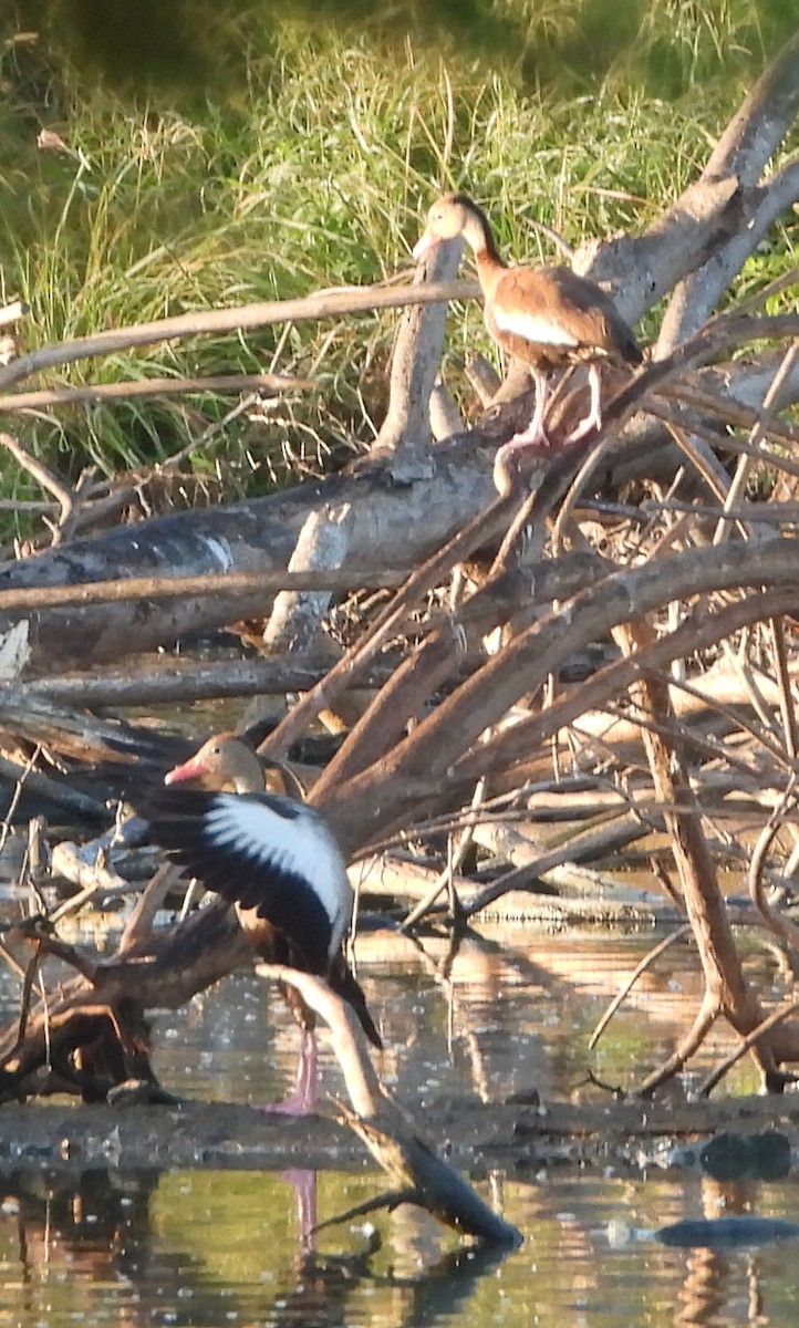 eBird Checklist - 22 Feb 2024 - LVV area - 37 species