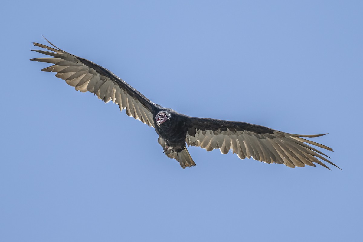 Turkey Vulture - ML615261964