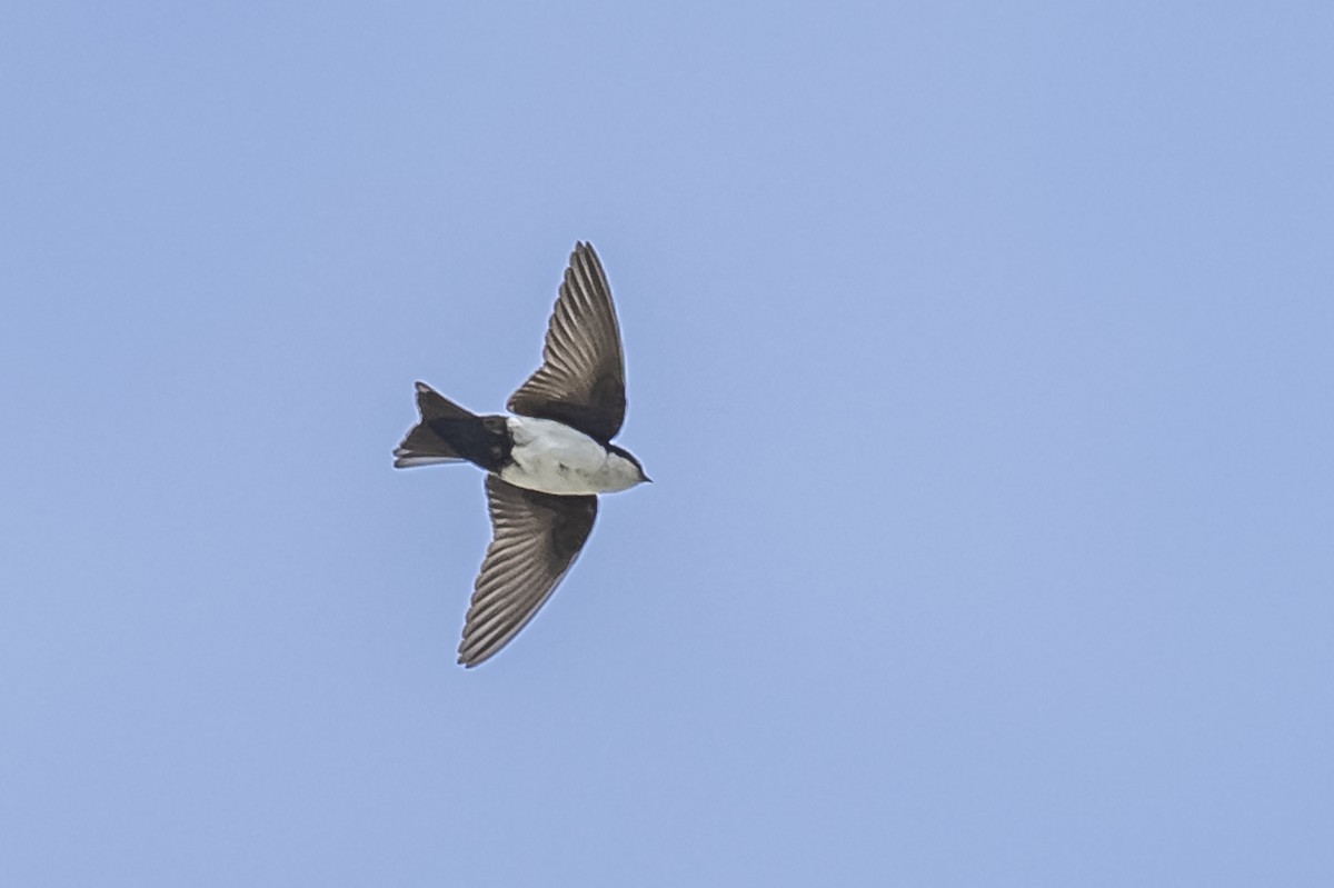 Blue-and-white Swallow - ML615261971