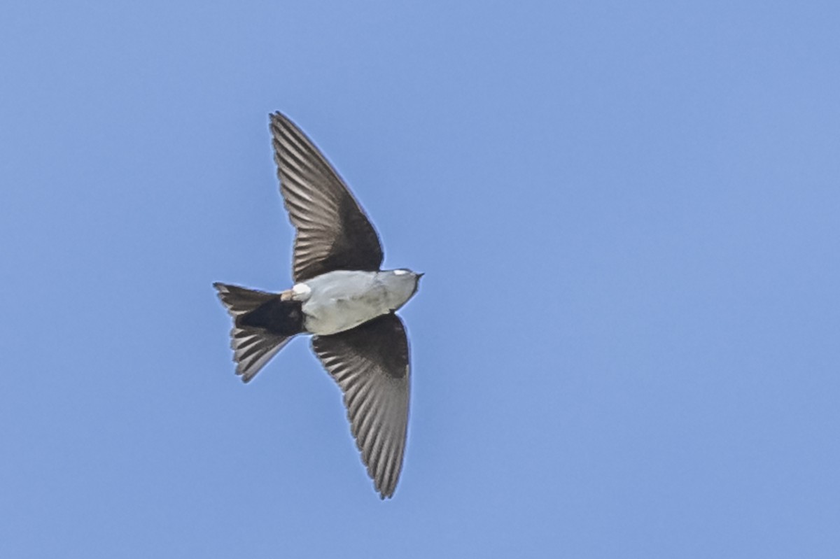 Blue-and-white Swallow - ML615261972