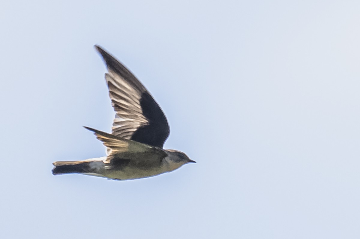 Southern Rough-winged Swallow - ML615261981