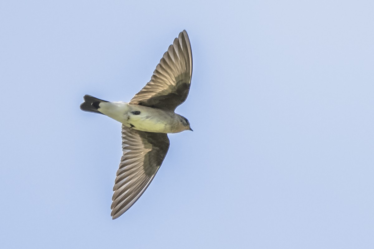 Southern Rough-winged Swallow - ML615261982