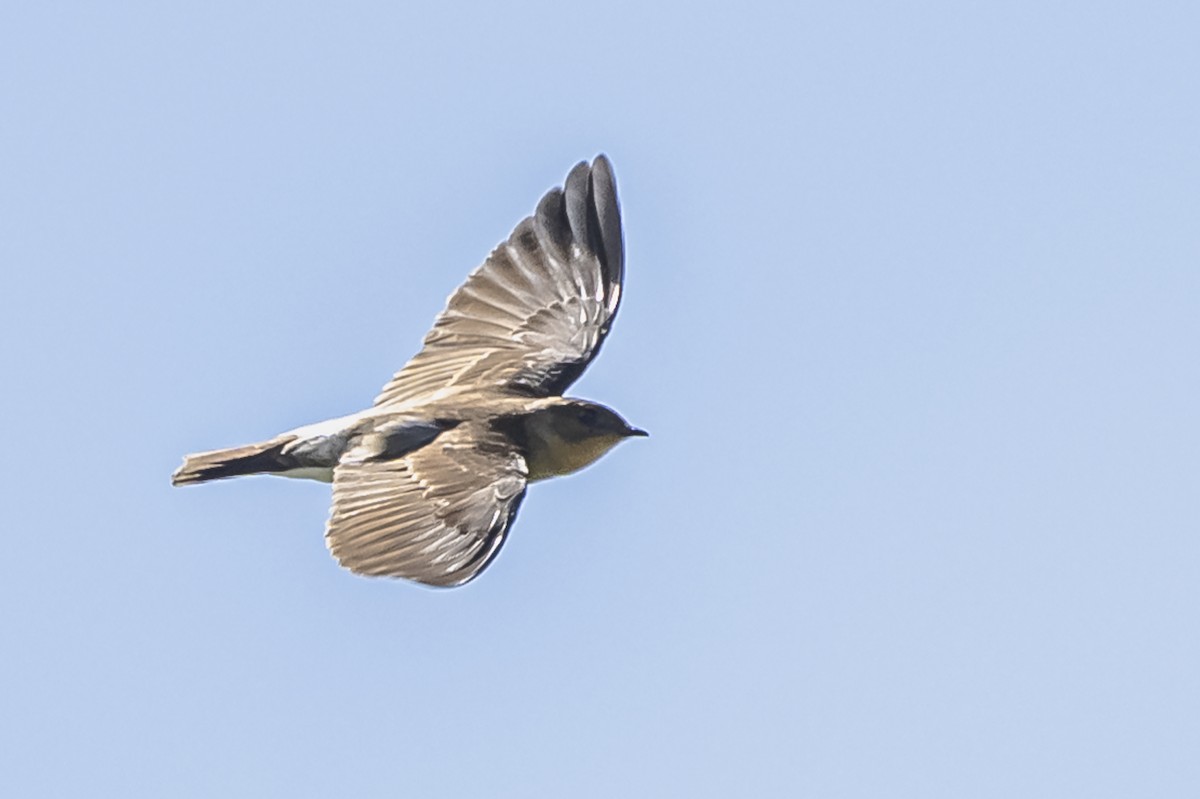 Southern Rough-winged Swallow - ML615261983