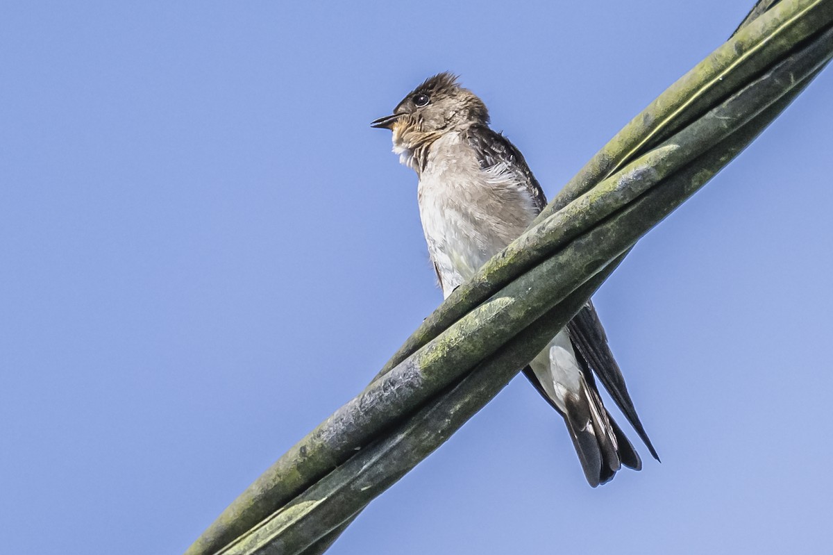 Southern Rough-winged Swallow - ML615261984