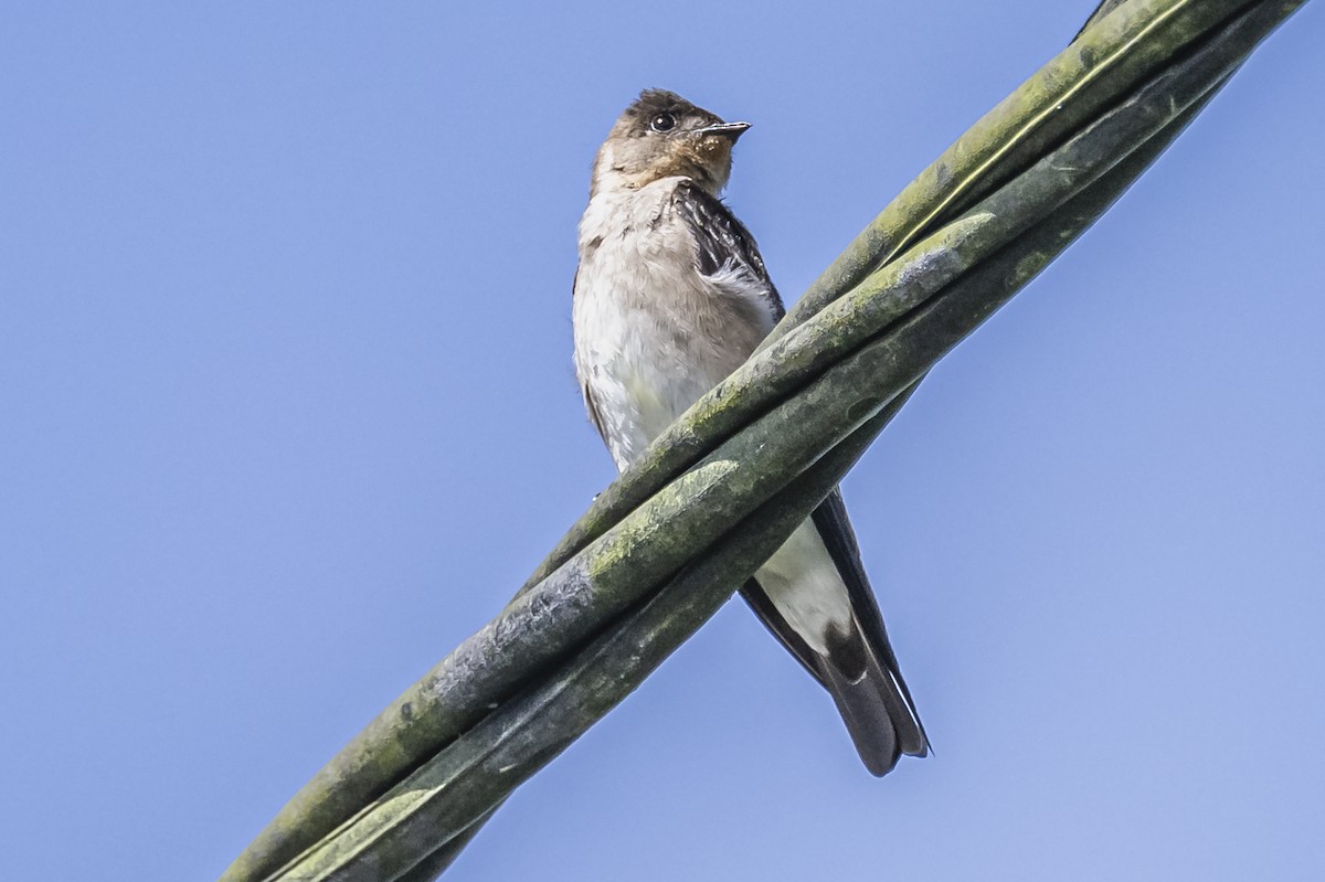 Southern Rough-winged Swallow - ML615261985