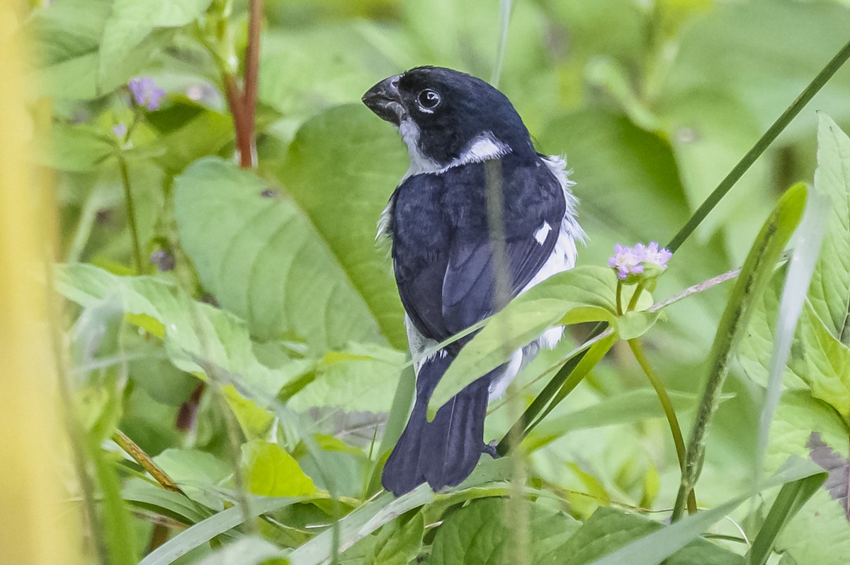 Variable Seedeater - ML615262013