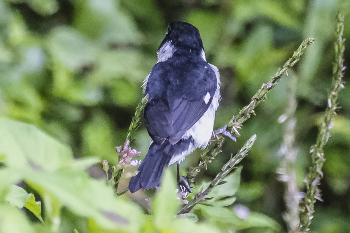 Variable Seedeater - ML615262014
