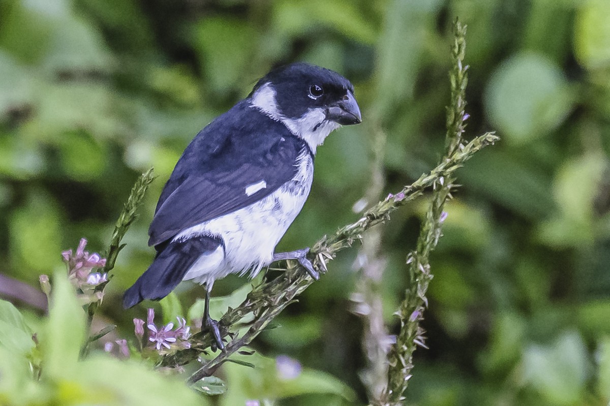 Variable Seedeater - ML615262015