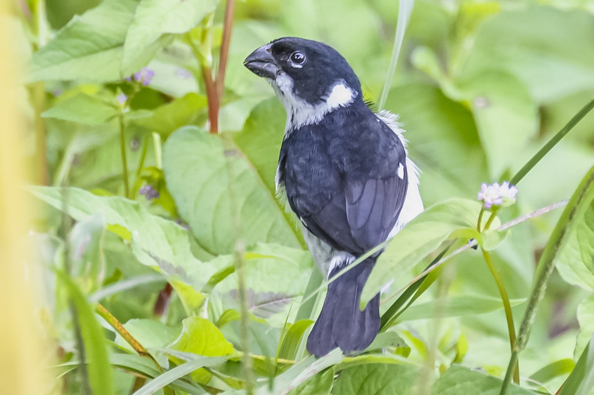 Variable Seedeater - ML615262017