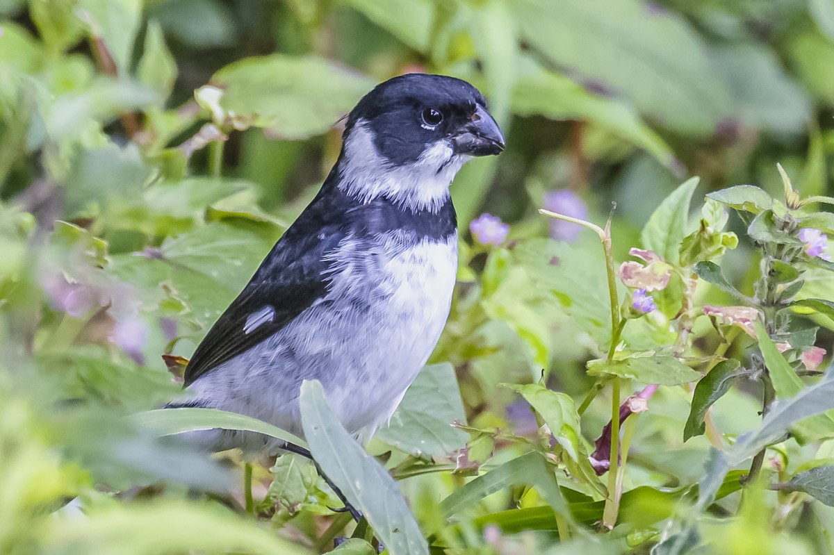 Variable Seedeater - ML615262018