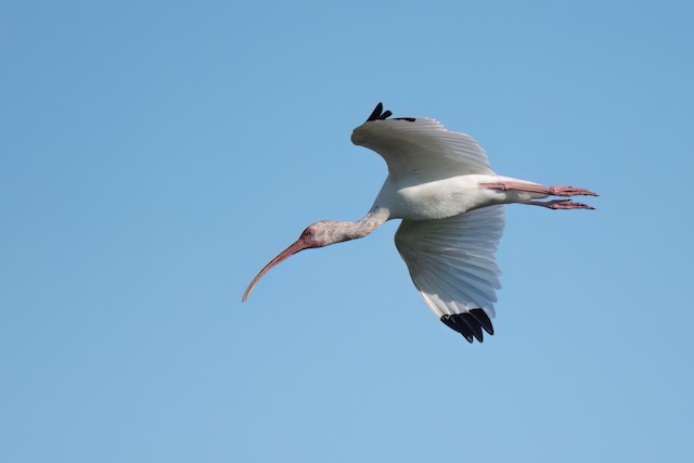 White Ibis